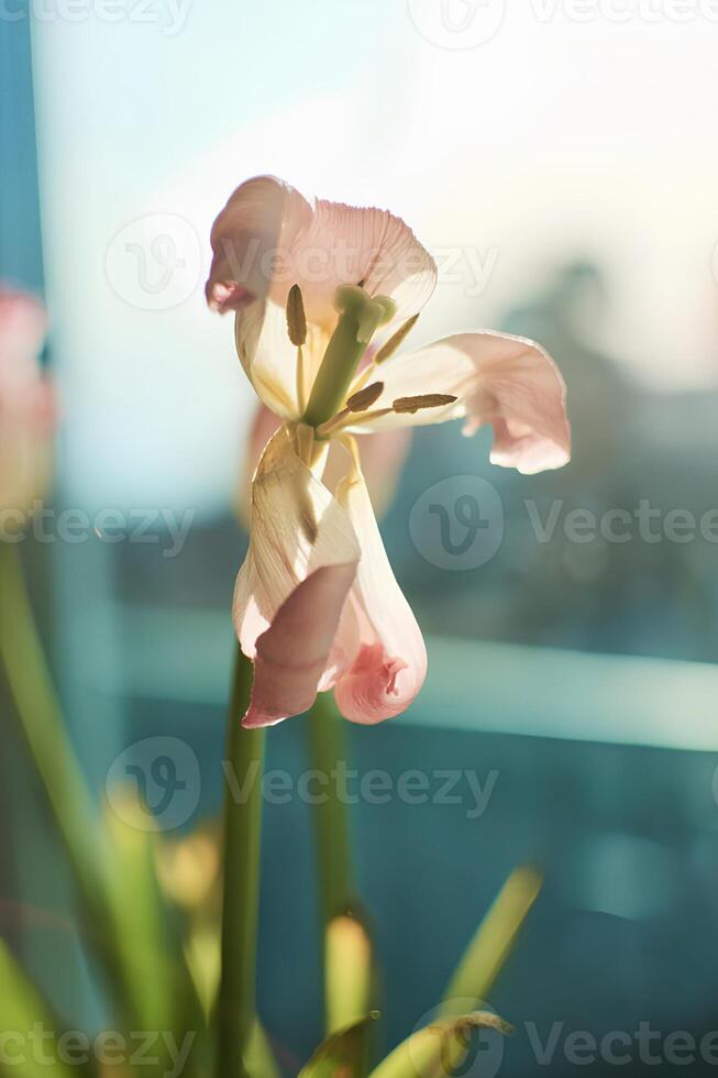 appassito tulipani su il davanzale, il bellezza di avvizzimento, il metafora di invecchiamento, il bellezza di vecchio età foto