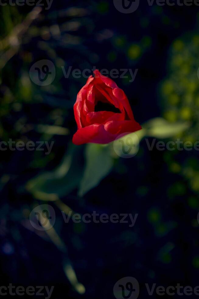 solitario rosso tulipano nel il erba a tramonto con traslucido petali illuminato di il di sole raggi foto