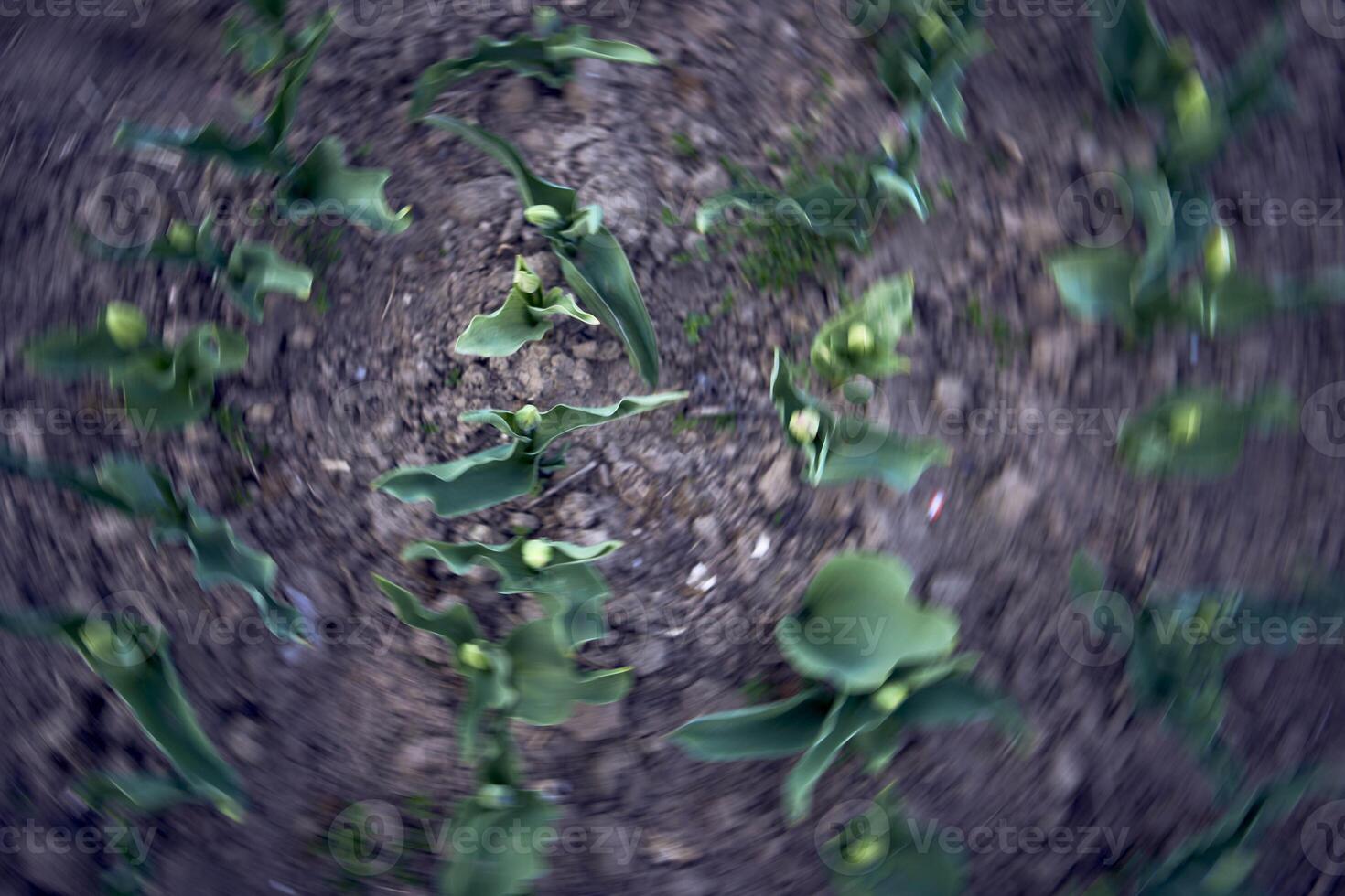 verde non aperto tulipani piantato nel righe, pianta sfondo foto