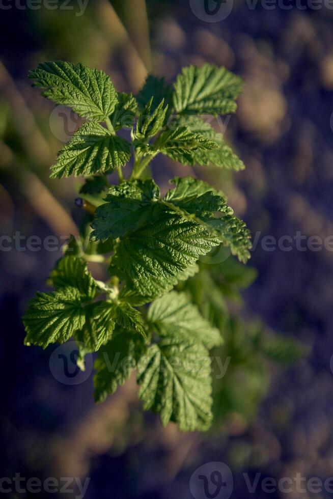 il primo primavera mini cuffie di nero ribes foto