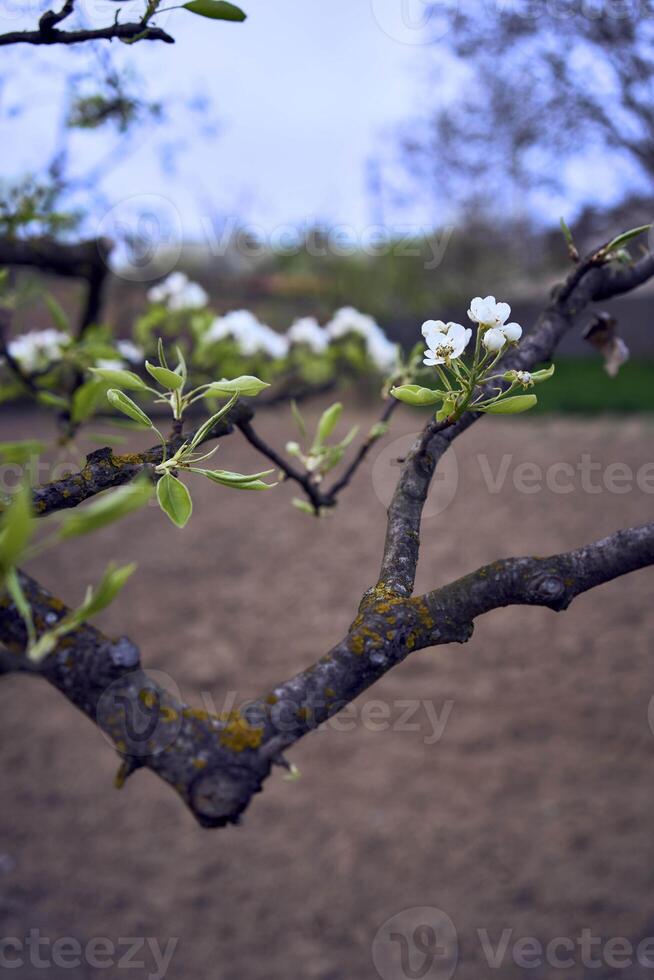 Pera ramo con fiorire foto