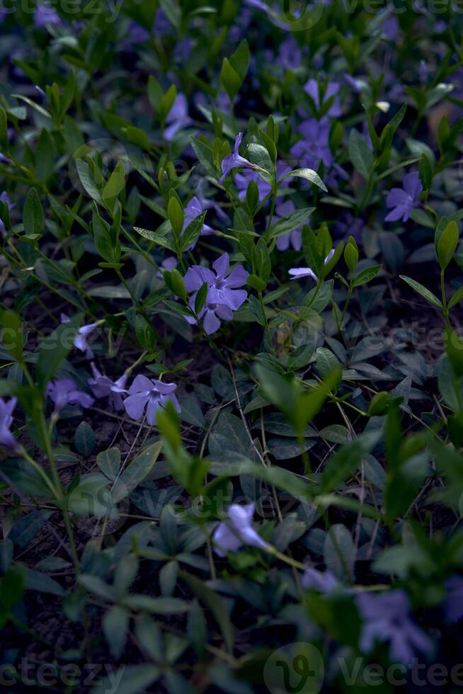 pervinca fiori strisciante su il terra, struttura, sfondo foto