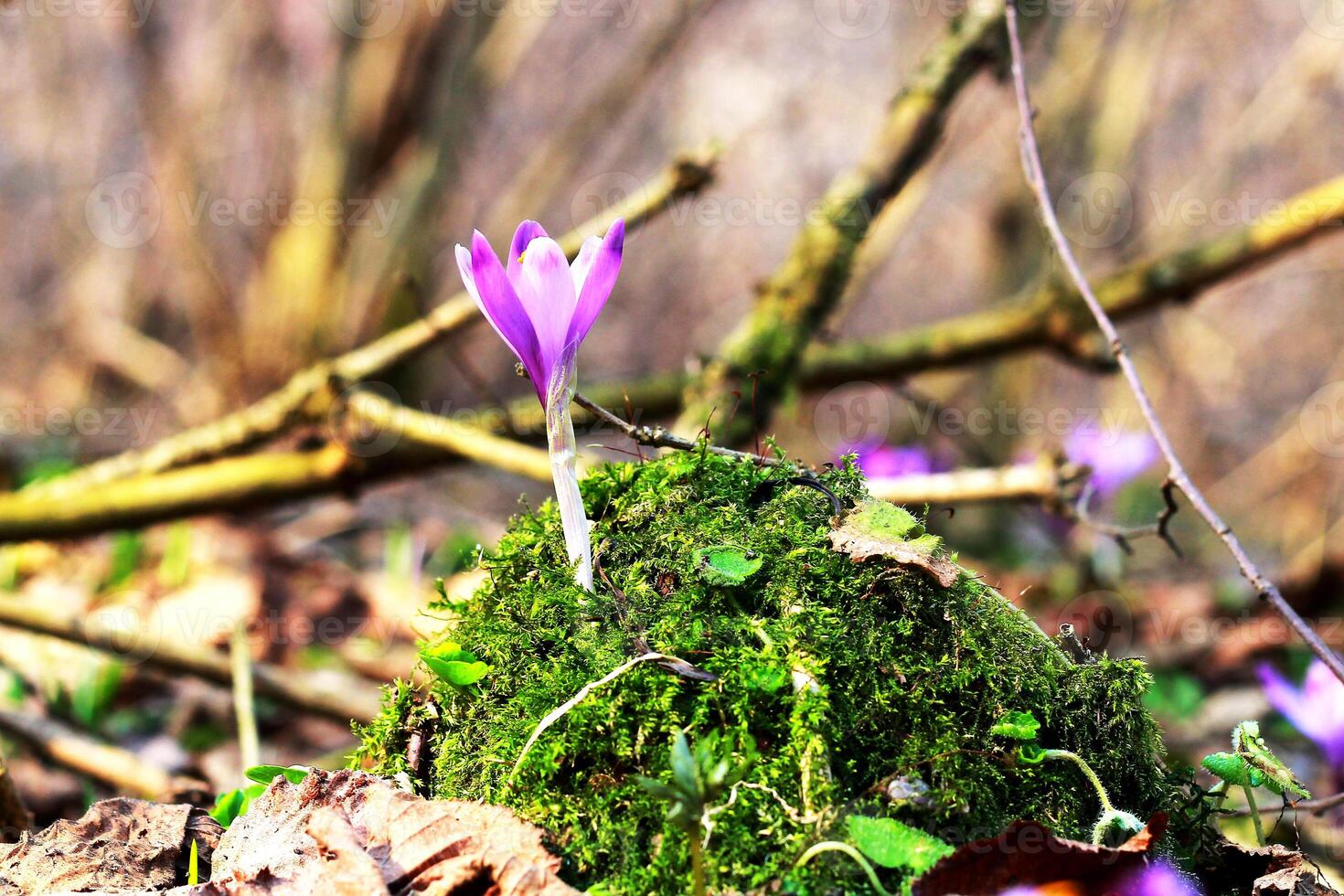 un' viola croco cresce nel un vecchio foresta tra verde muschio. saggio. restauro di terra. foto
