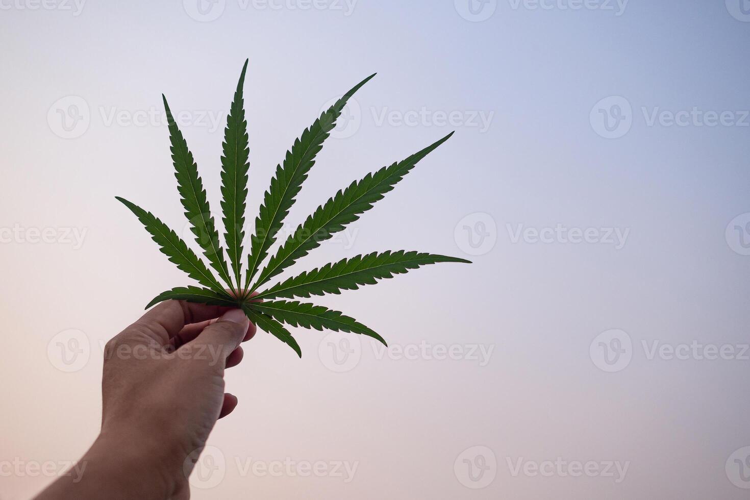 avvicinamento di mano Tenere canapa foglia con un' sfondo cielo. il struttura di marijuana le foglie. spazio per testo. concetto di canapa piantagione per medico foto
