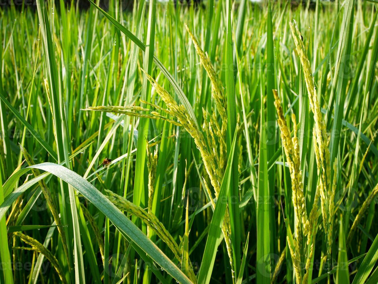 mattina Alba su riso i campi nel Tailandia, Asia, bellissimo colori e naturale leggero nel il cielo. foto
