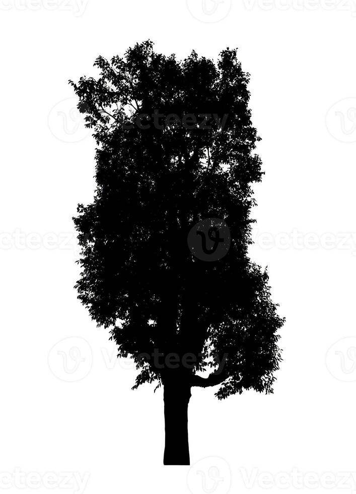 albero silhouette per spazzola su bianca sfondo. foto