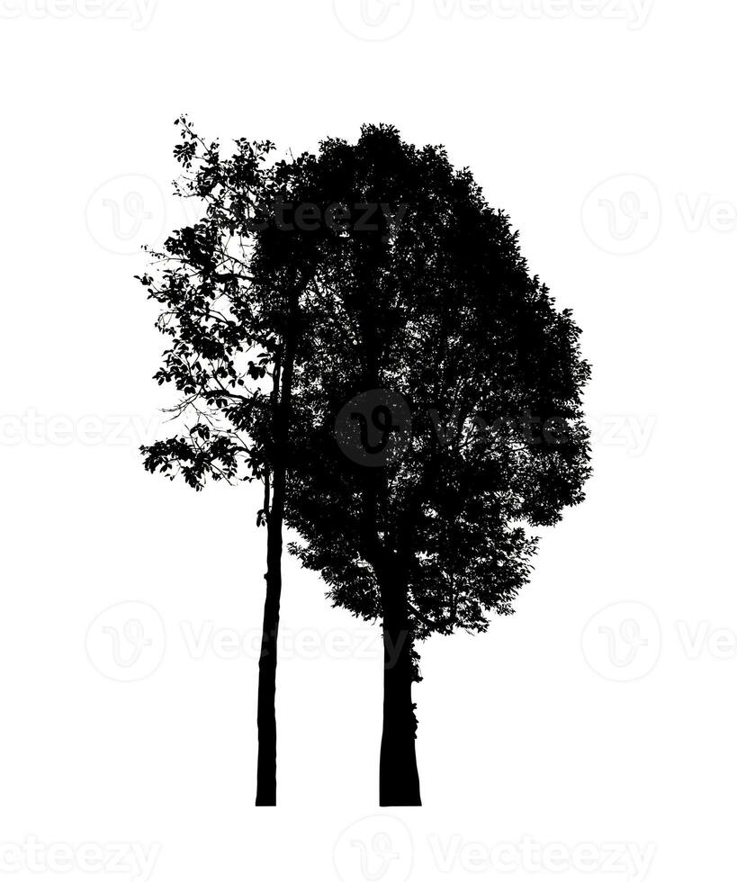 albero silhouette per spazzola su bianca sfondo. foto