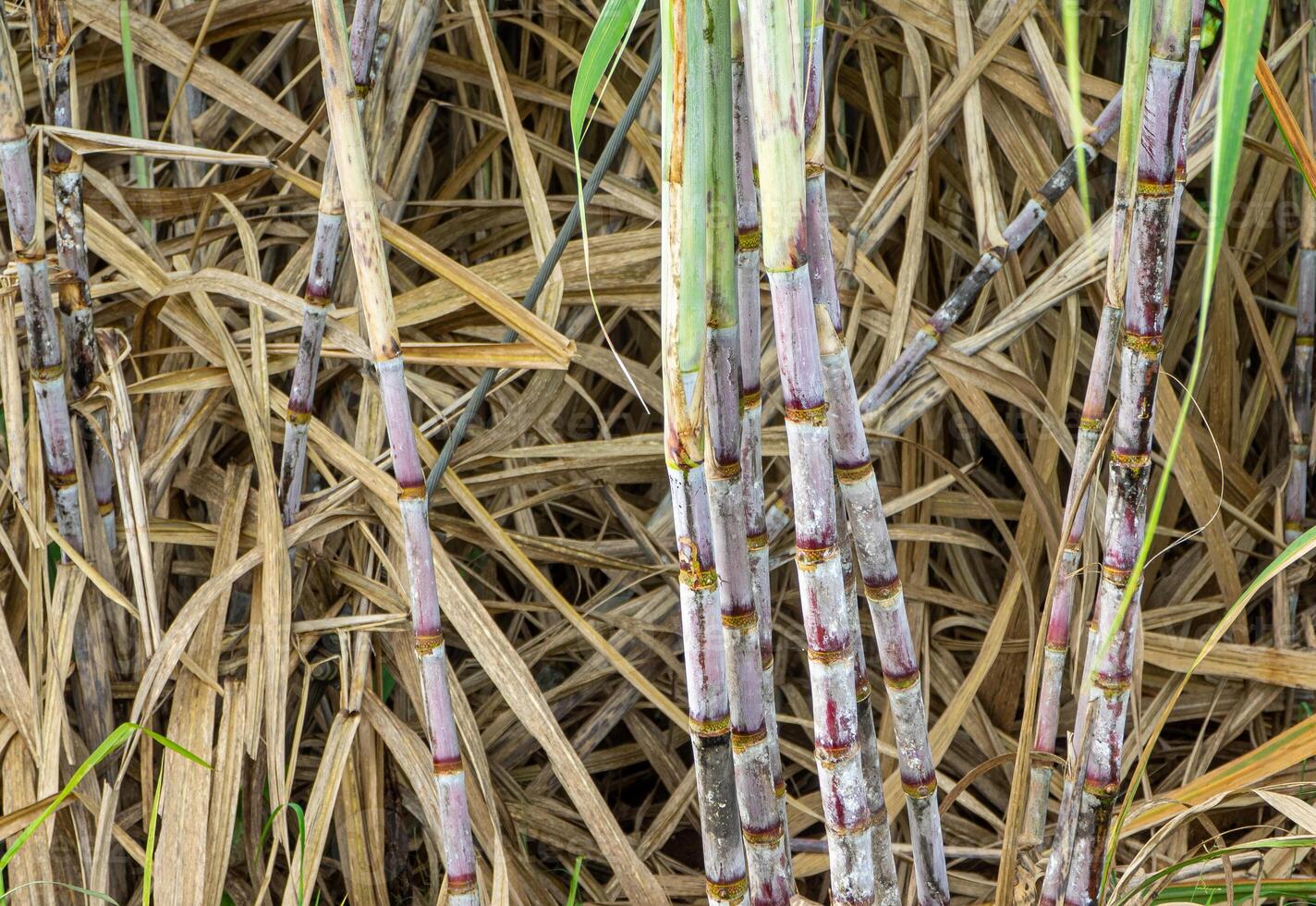 canna da zucchero campo a Alba nel Tailandia foto