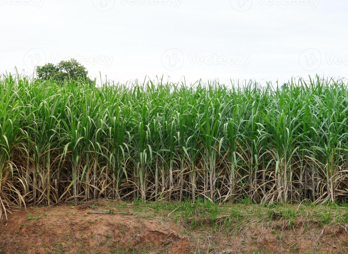 canna da zucchero piantagioni, il agricoltura tropicale pianta nel Tailandia. foto