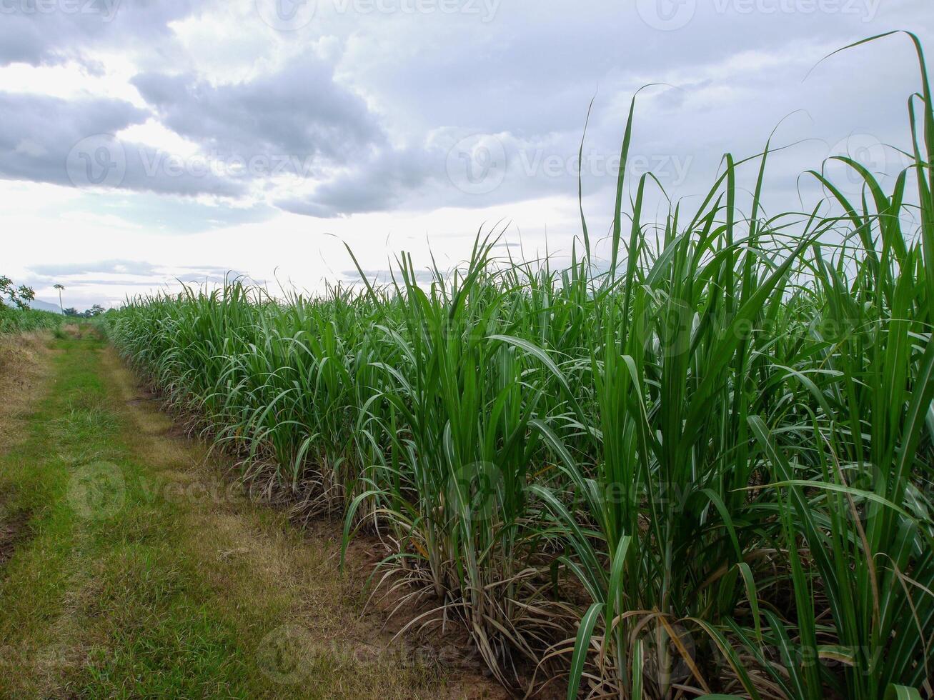 canna da zucchero piantagioni, il agricoltura tropicale pianta nel Tailandia, alberi crescere a partire dal il terra su un' azienda agricola nel il raccogliere su un' sporco strada con luminosa cielo foto