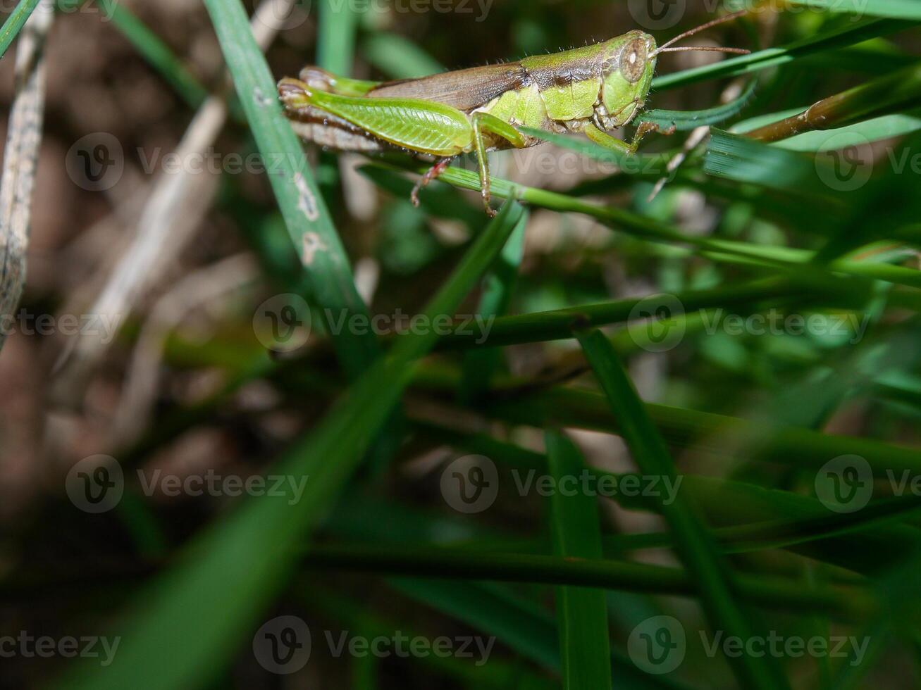 insetti volare, leggero verde erba con luce del sole foto