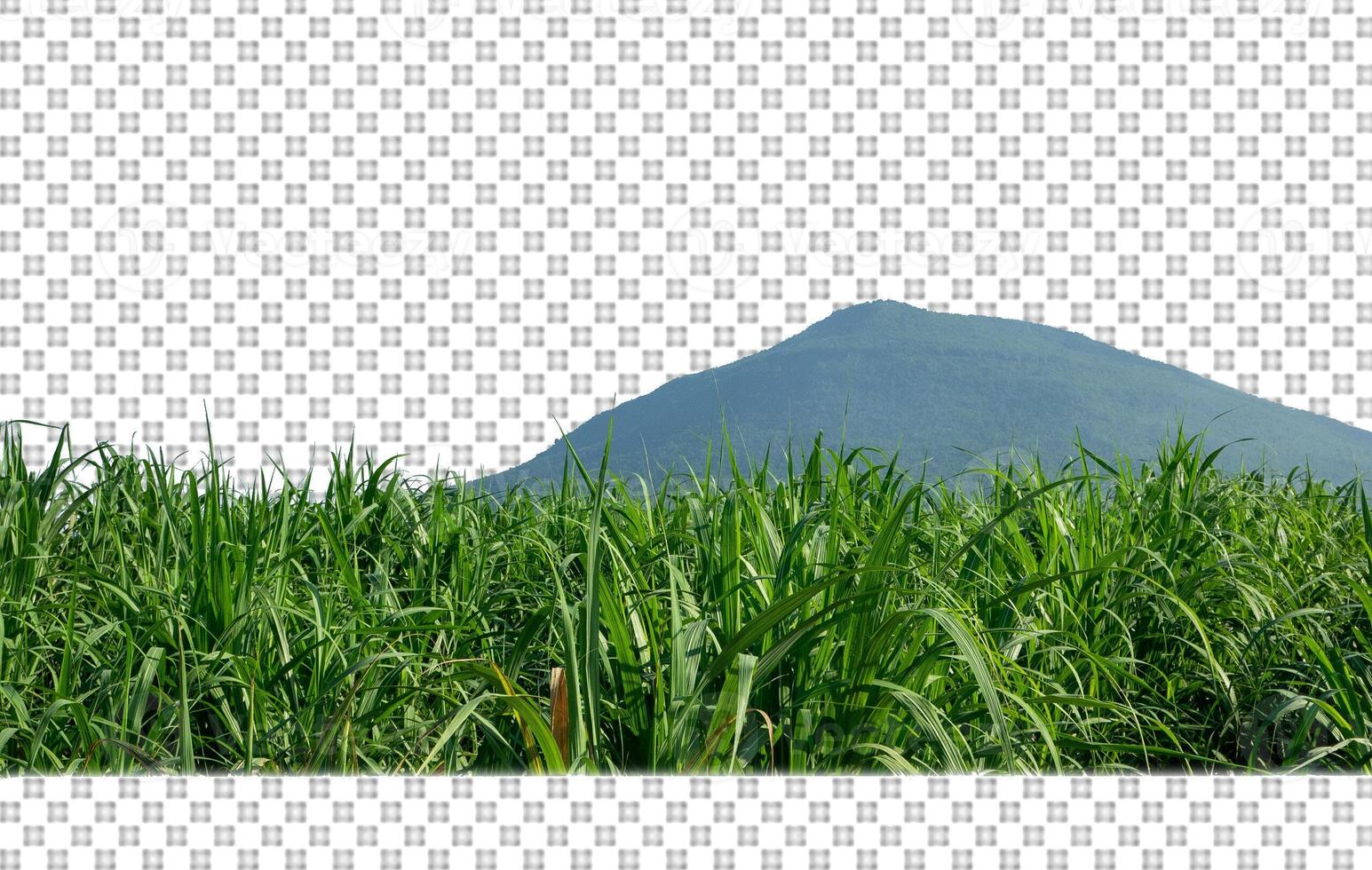 zucchero canna su trasparente immagine sfondo con ritaglio sentiero foto