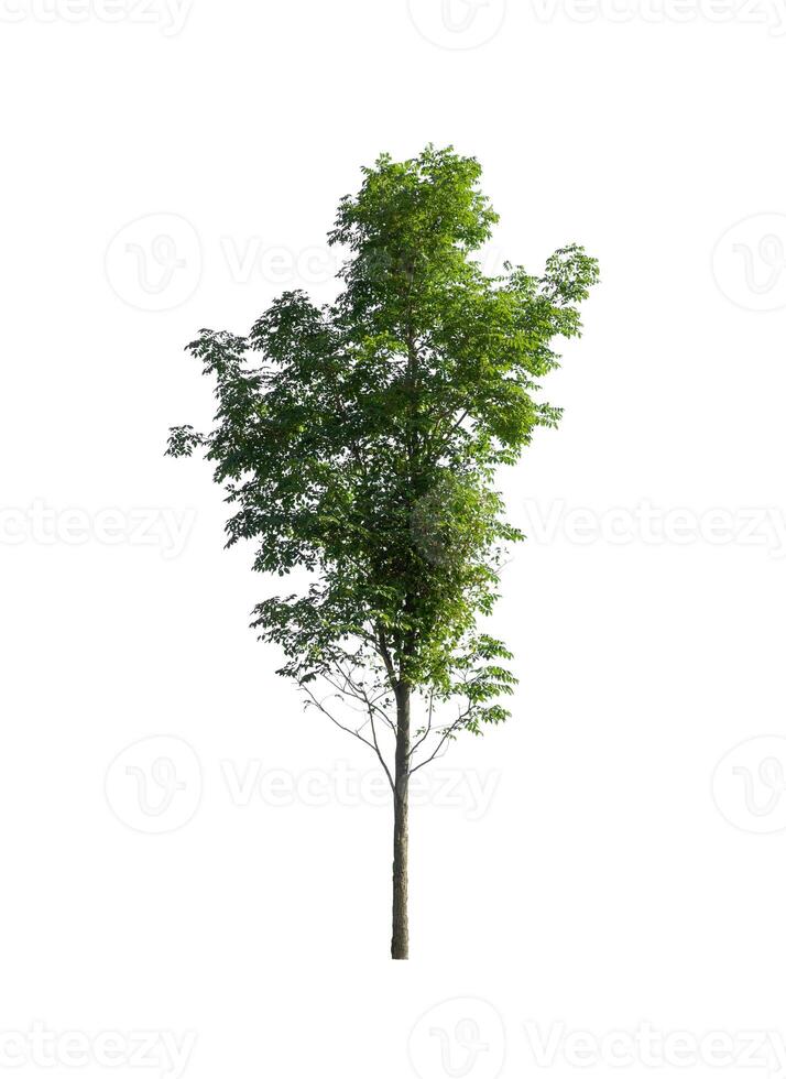 albero isolato su sfondo bianco foto
