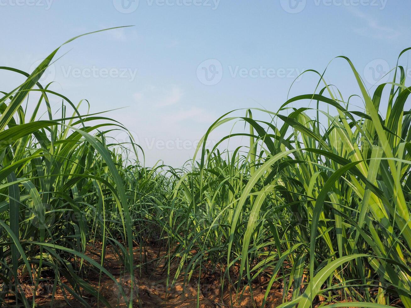 canna da zucchero piantagioni, il agricoltura tropicale pianta nel Tailandia foto