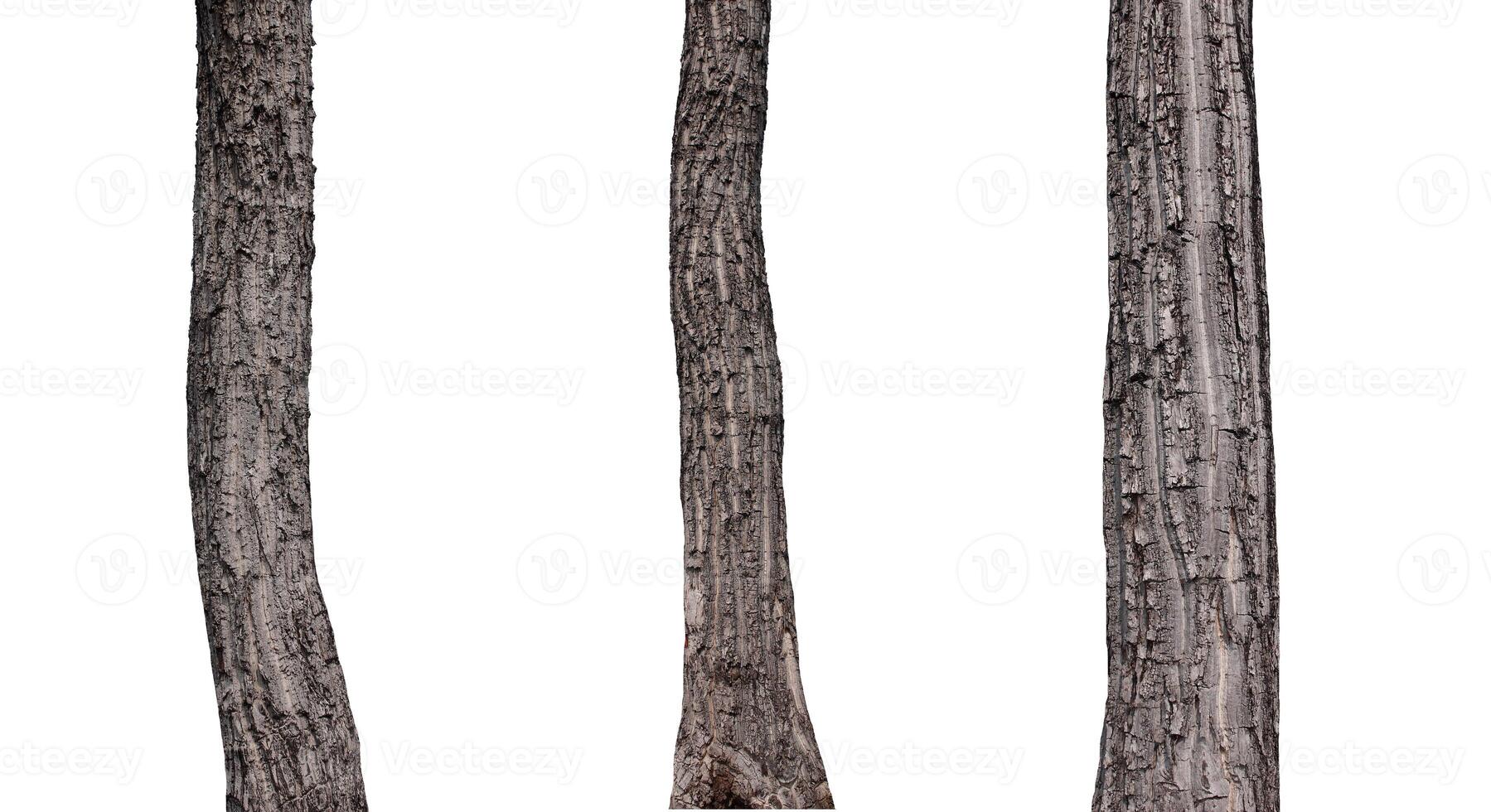 tronchi isolato su bianca sfondo. foto
