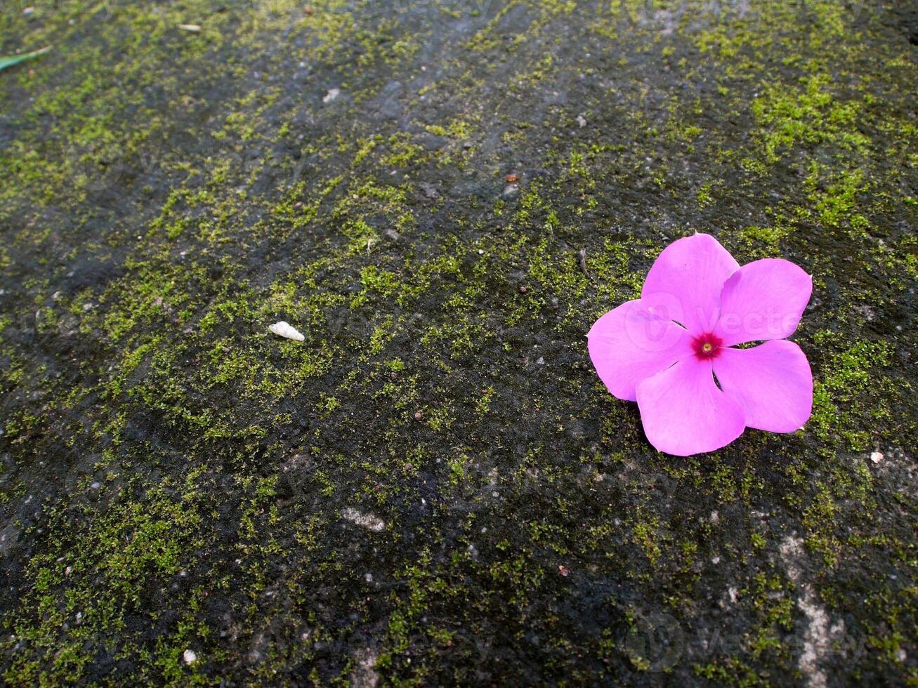 rosa fiori fioritura nel il molla, bellissimo rosa fiori. foto