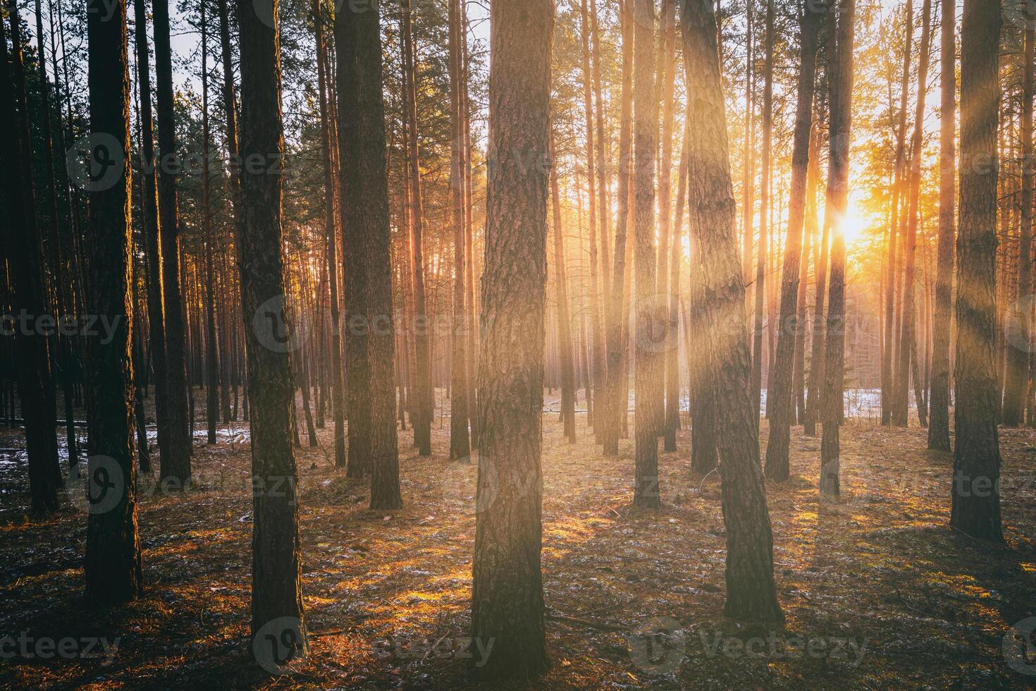 raggi di sole illuminante il tronchi di pino alberi a tramonto o Alba nel un presto inverno pino foresta. estetica di Vintage ▾ film. foto