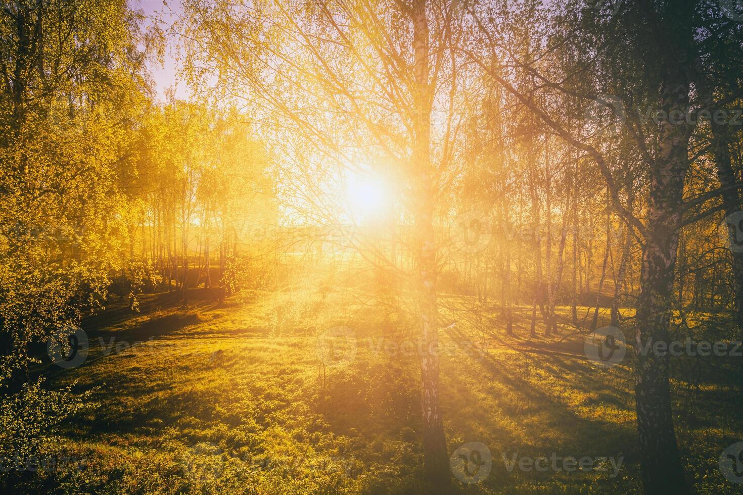 tramonto o Alba nel un' primavera betulla foresta con luminosa giovane fogliame raggiante nel il raggi di il sole. Vintage ▾ film estetico. foto