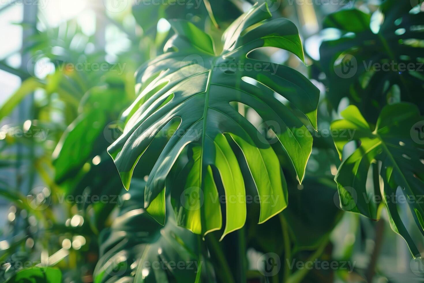 grande Monstera Casa pianta nel serra foto