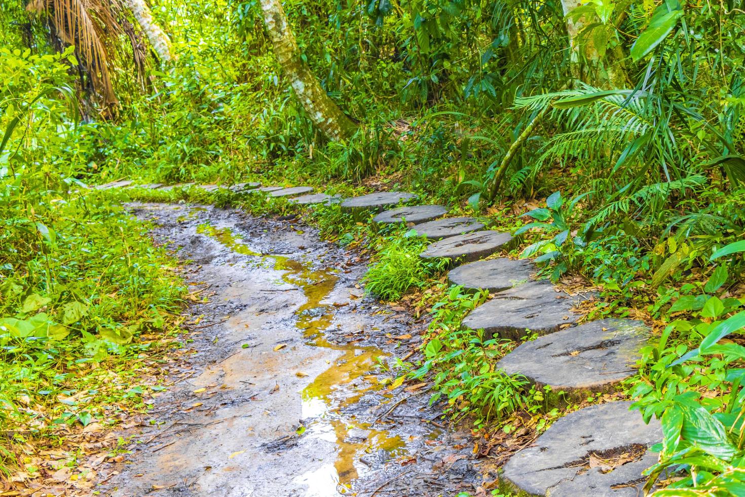 sentiero escursionistico nella foresta naturale della giungla tropicale ilha grande brasile. foto