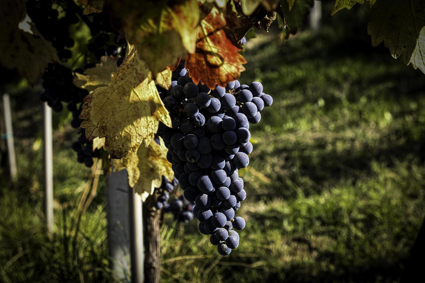 grappoli d'uva nei vigneti delle langhe piemontesi in autunno, durante la vendemmia foto