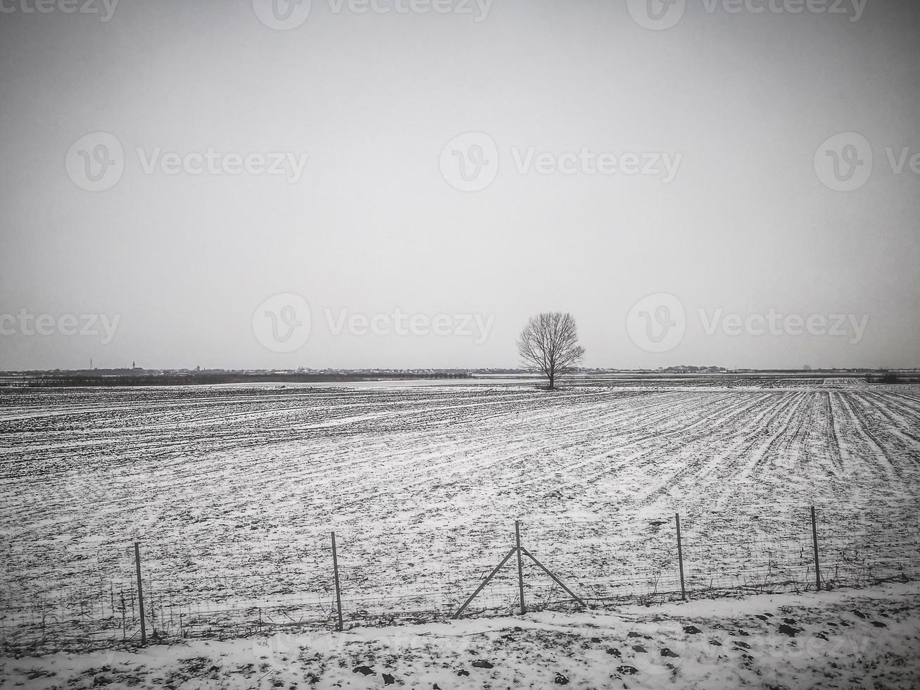 pianura ricoperta di neve in vojvodina in serbia foto