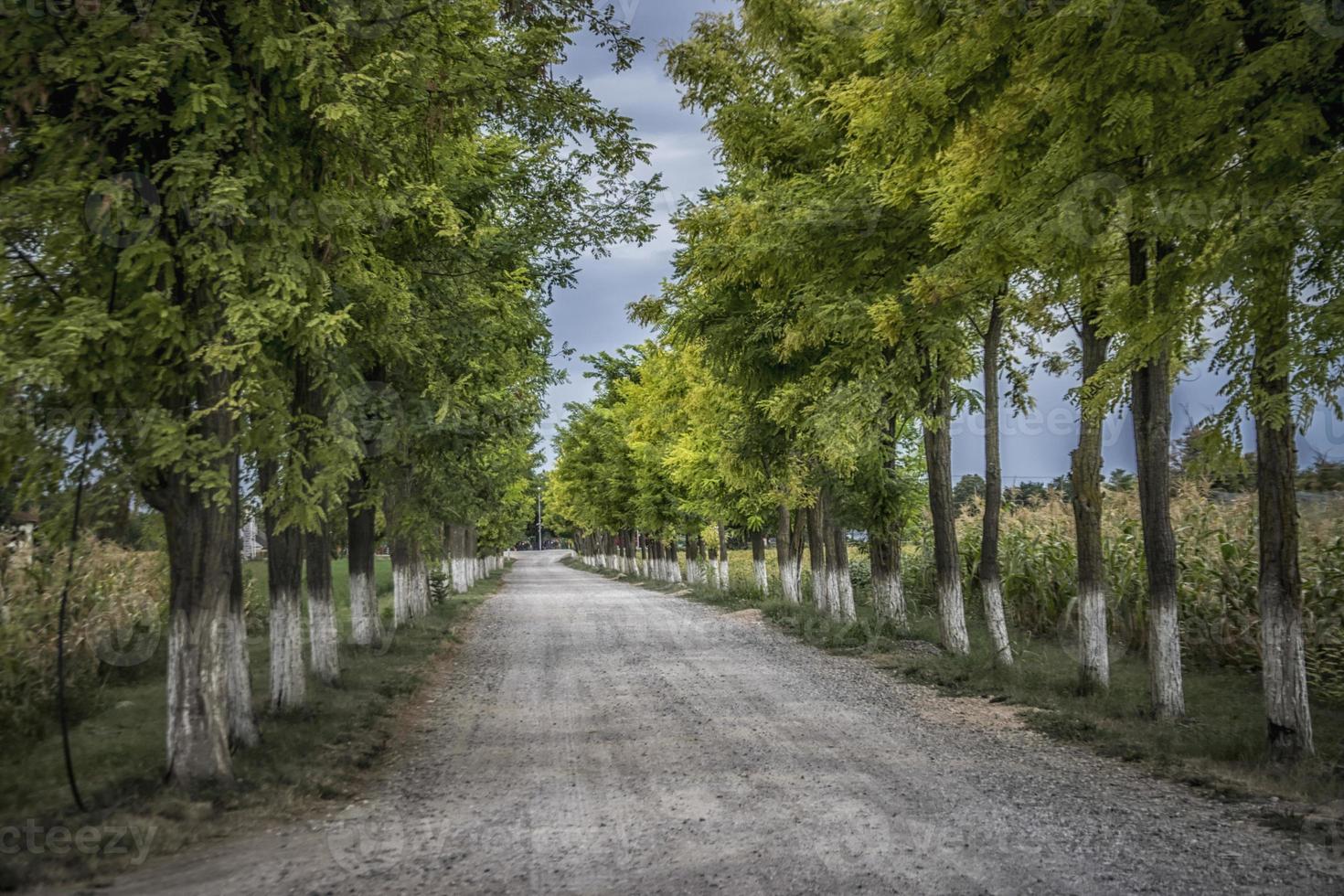 una strada fiancheggiata da alberi di acacia in vojvodina in serbia foto