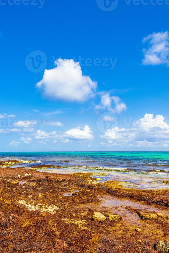 spiaggia molto disgustosa di alghe rosse sargazo playa del carmen messico. foto