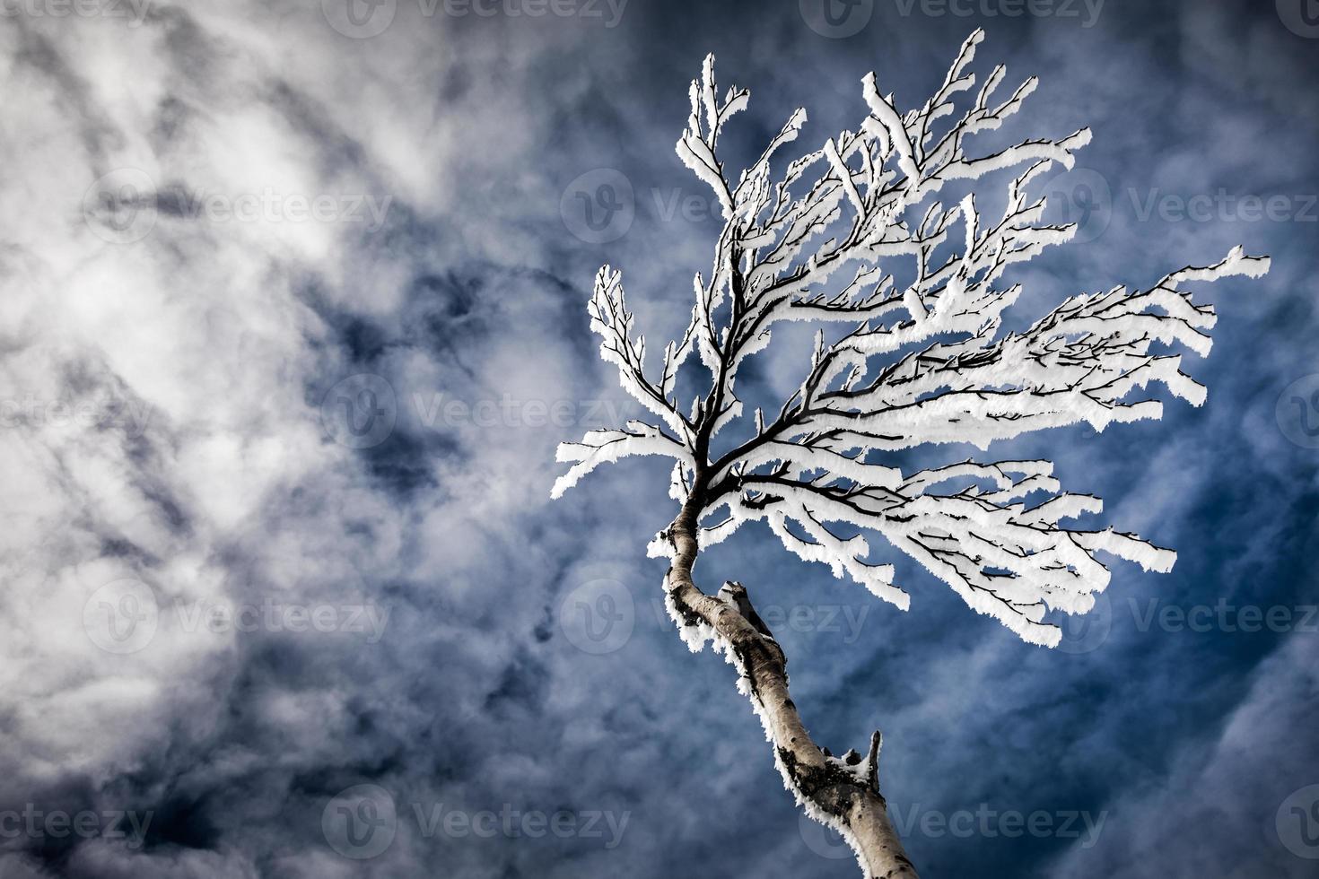 alberi congelati su una montagna foto