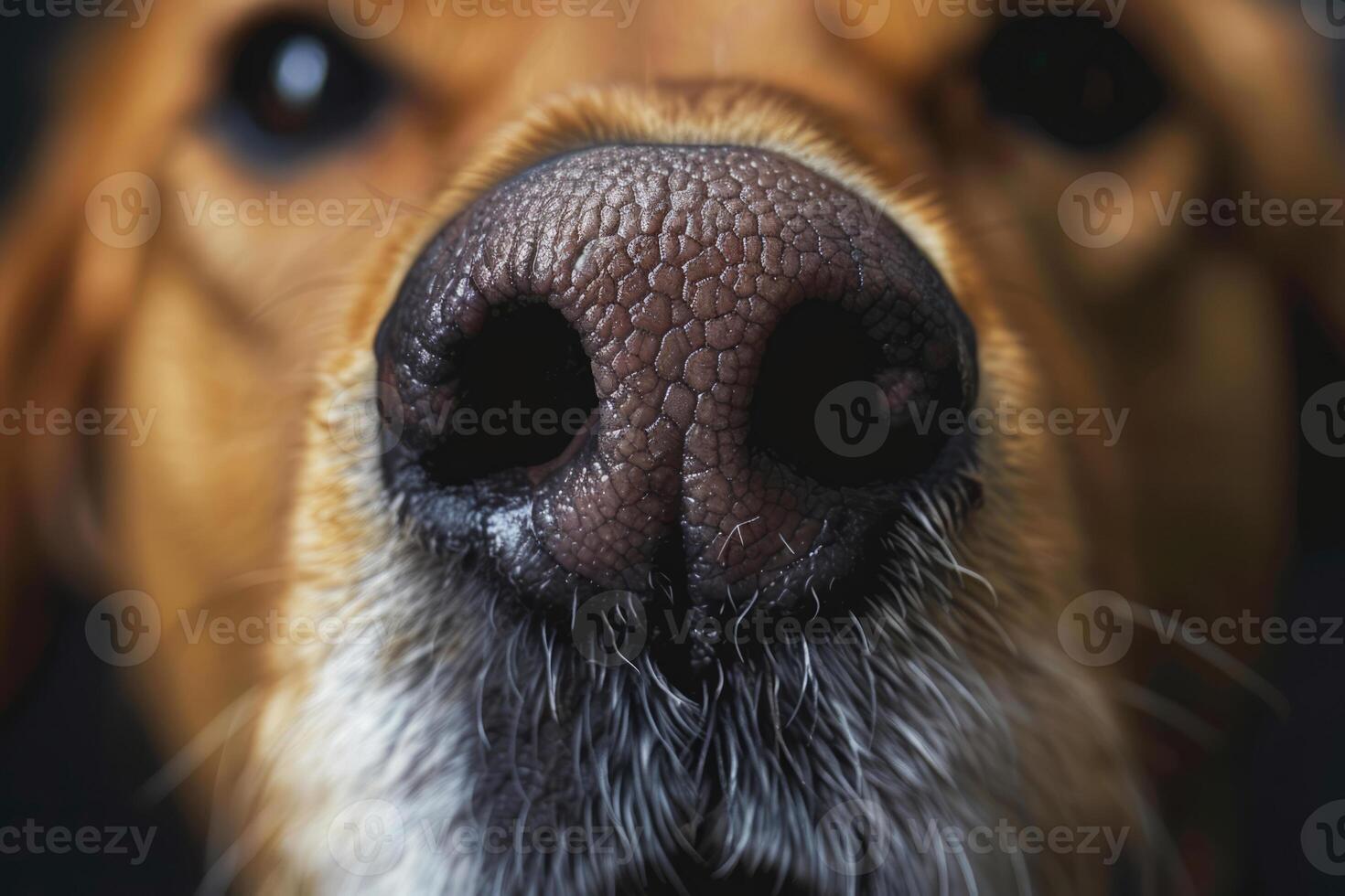 vicino su tiro di cane naso foto