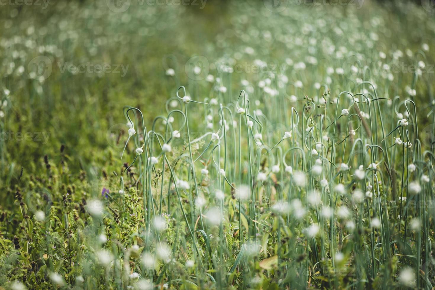 campo di aglio con fiori foto