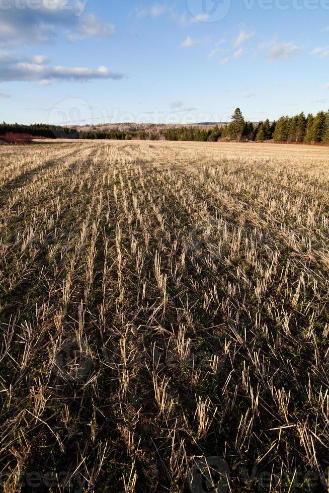 campo dorato alla luce del sole foto