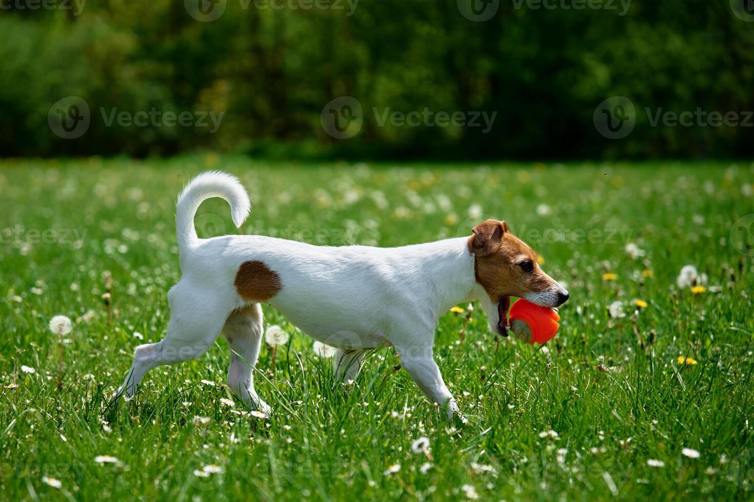 attivo cane giocando con giocattolo palla su verde erba. animale domestico a piedi nel parco foto