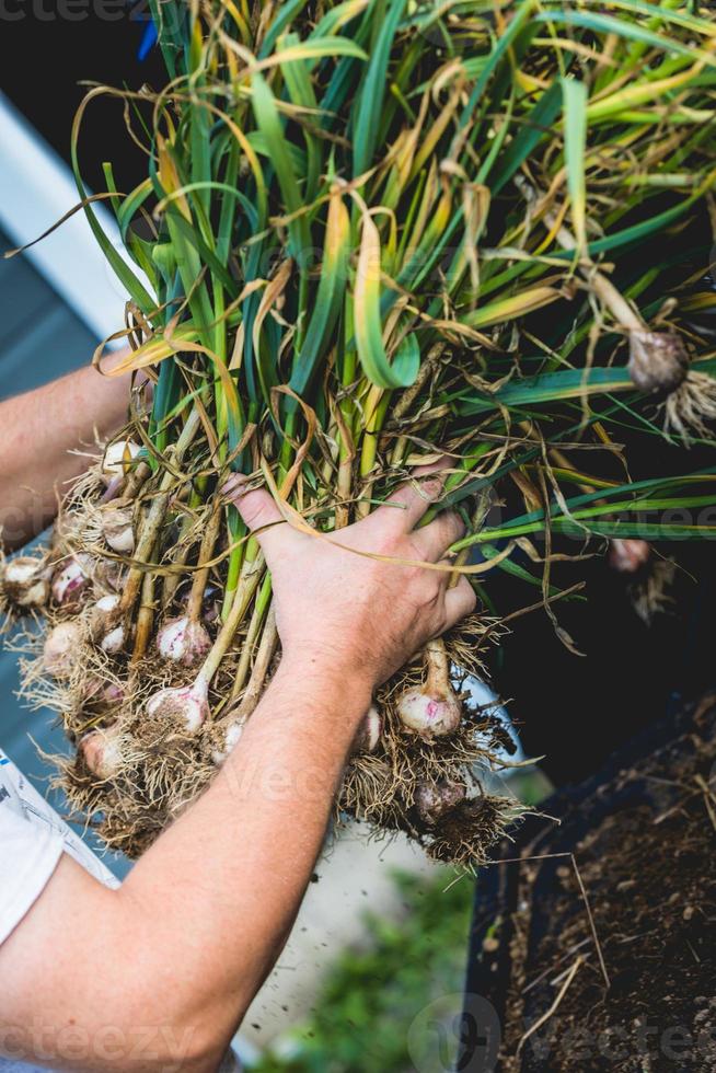 una manciata di aglio appena colto con le radici foto