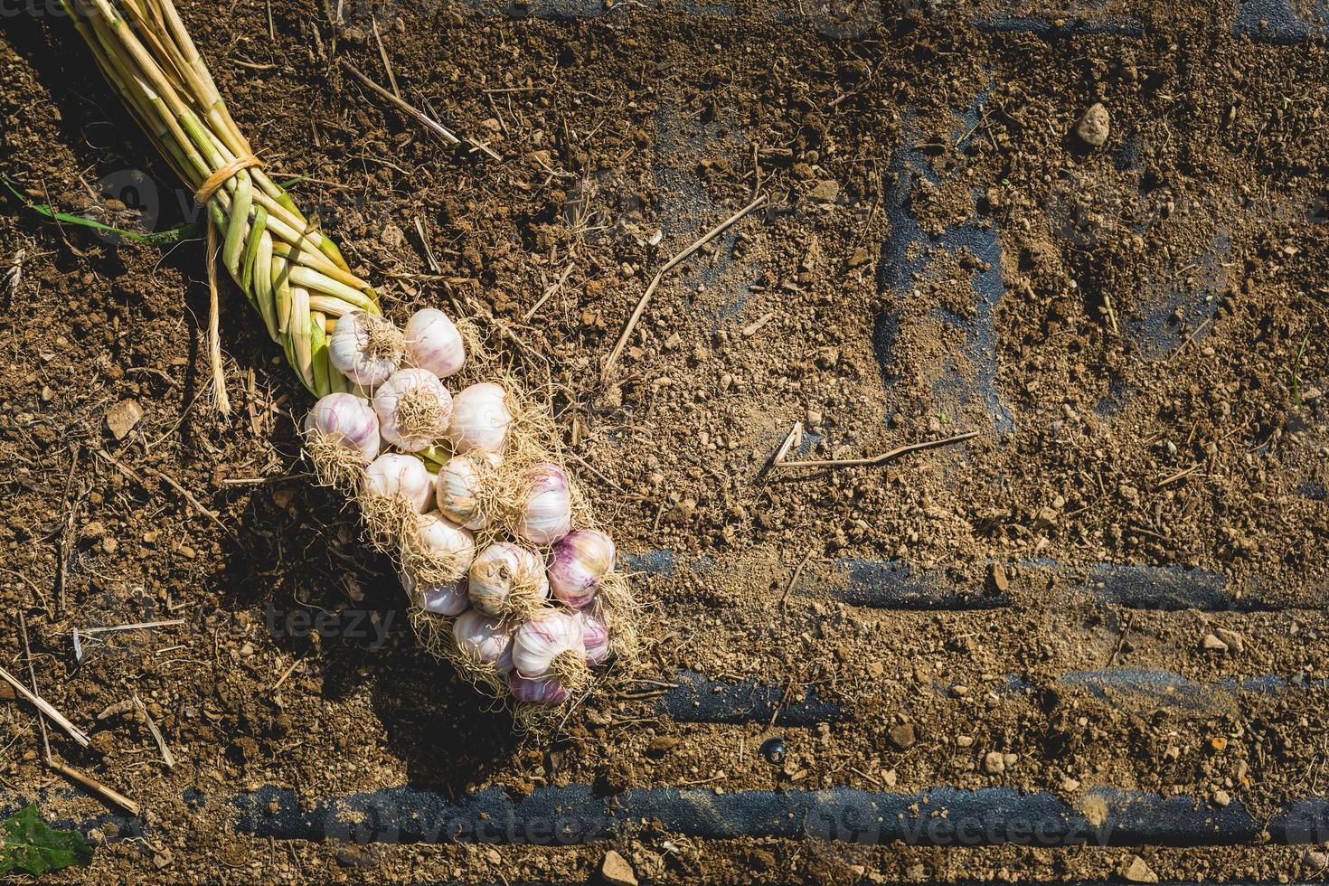 bulbo di aglio intrecciato appena raccolto su terra e terra foto