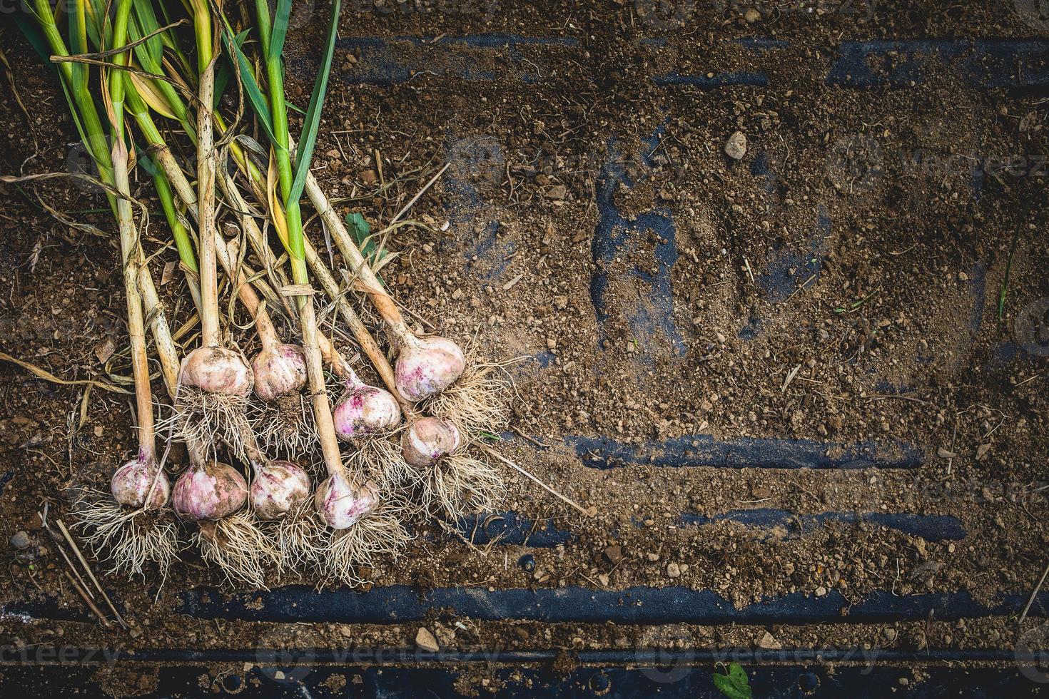 bulbi di aglio appena raccolti su terra e terra foto