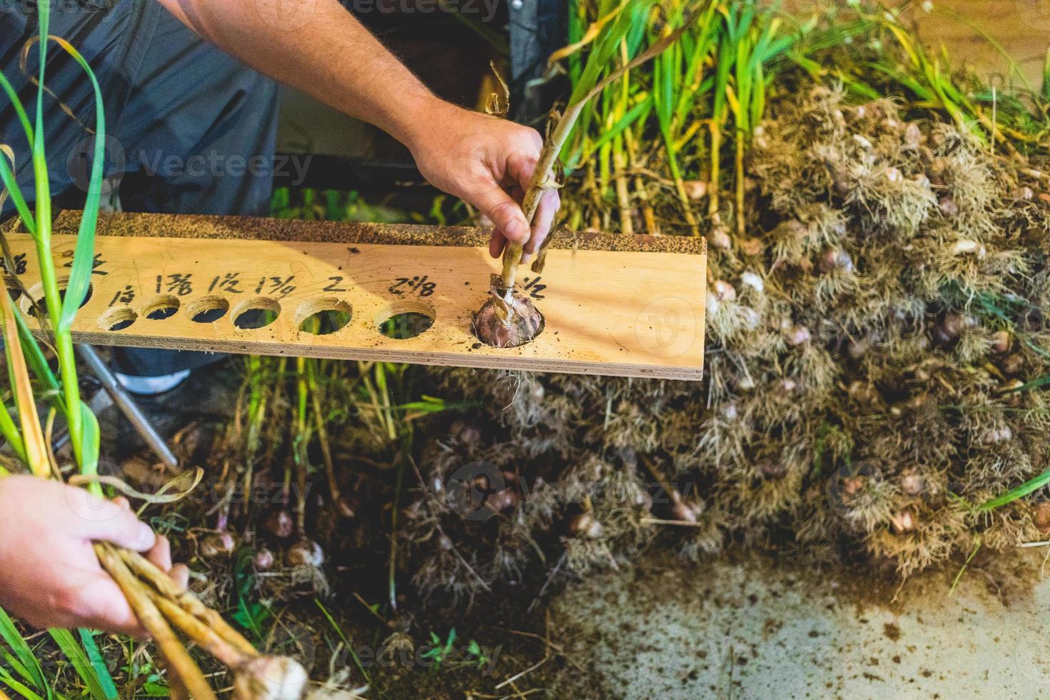 lavoratore che prende le misure di un bulbo di aglio foto