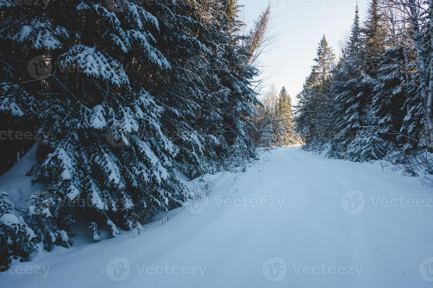 strada chiusa nella foresta a causa della forte neve foto