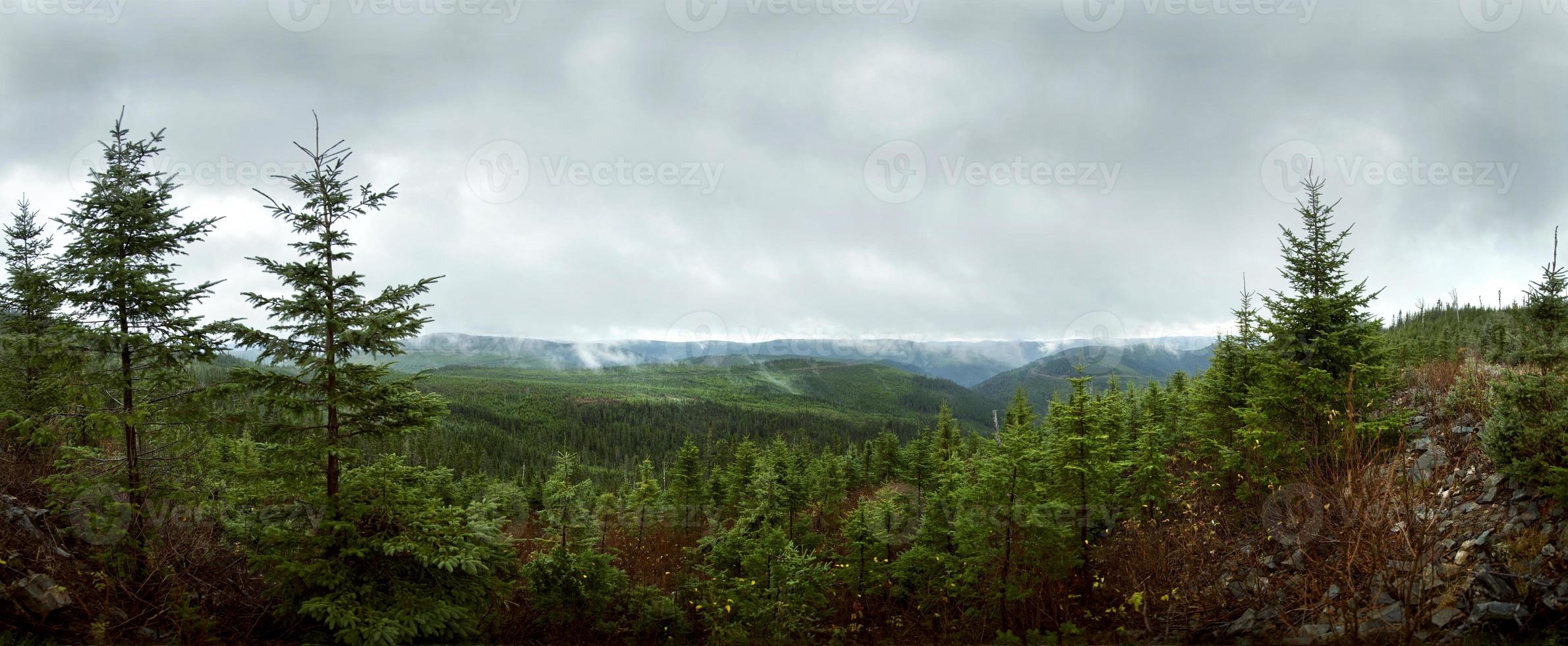 panorama della foresta profonda - rimboschimento foto