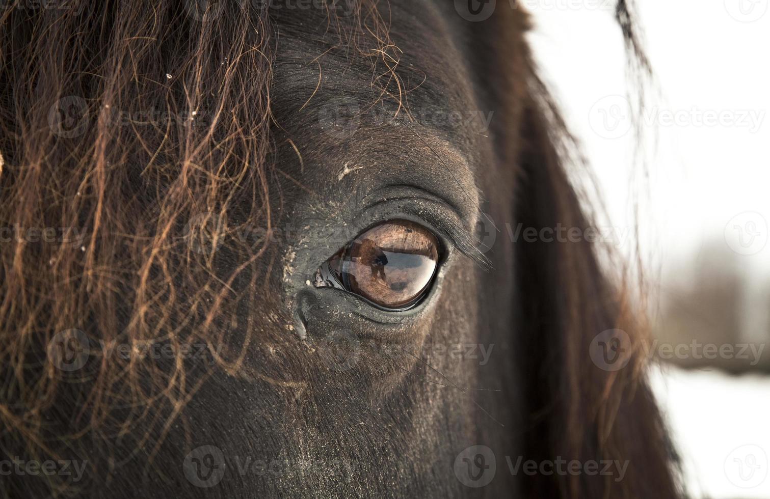 occhio sinistro del cavallo foto