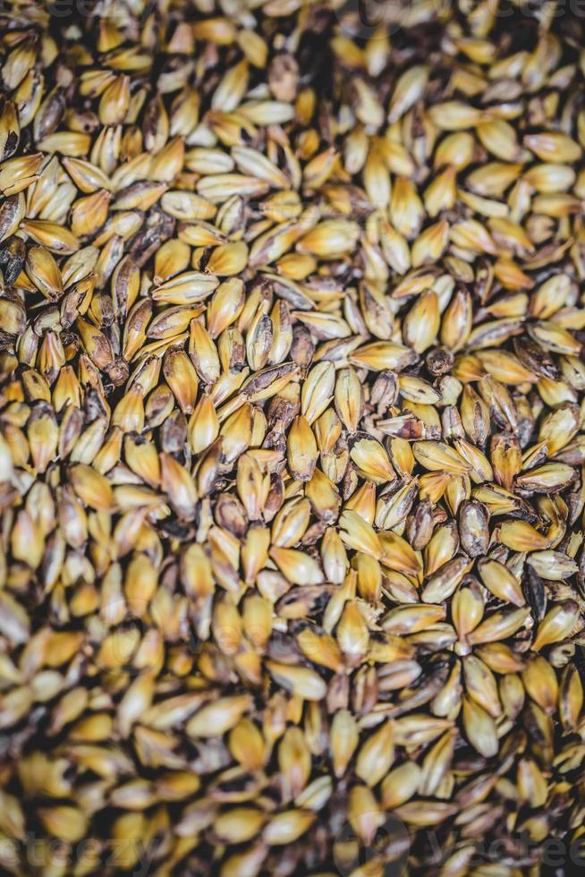 struttura del grano di birra d'orzo maltato in studio. foto