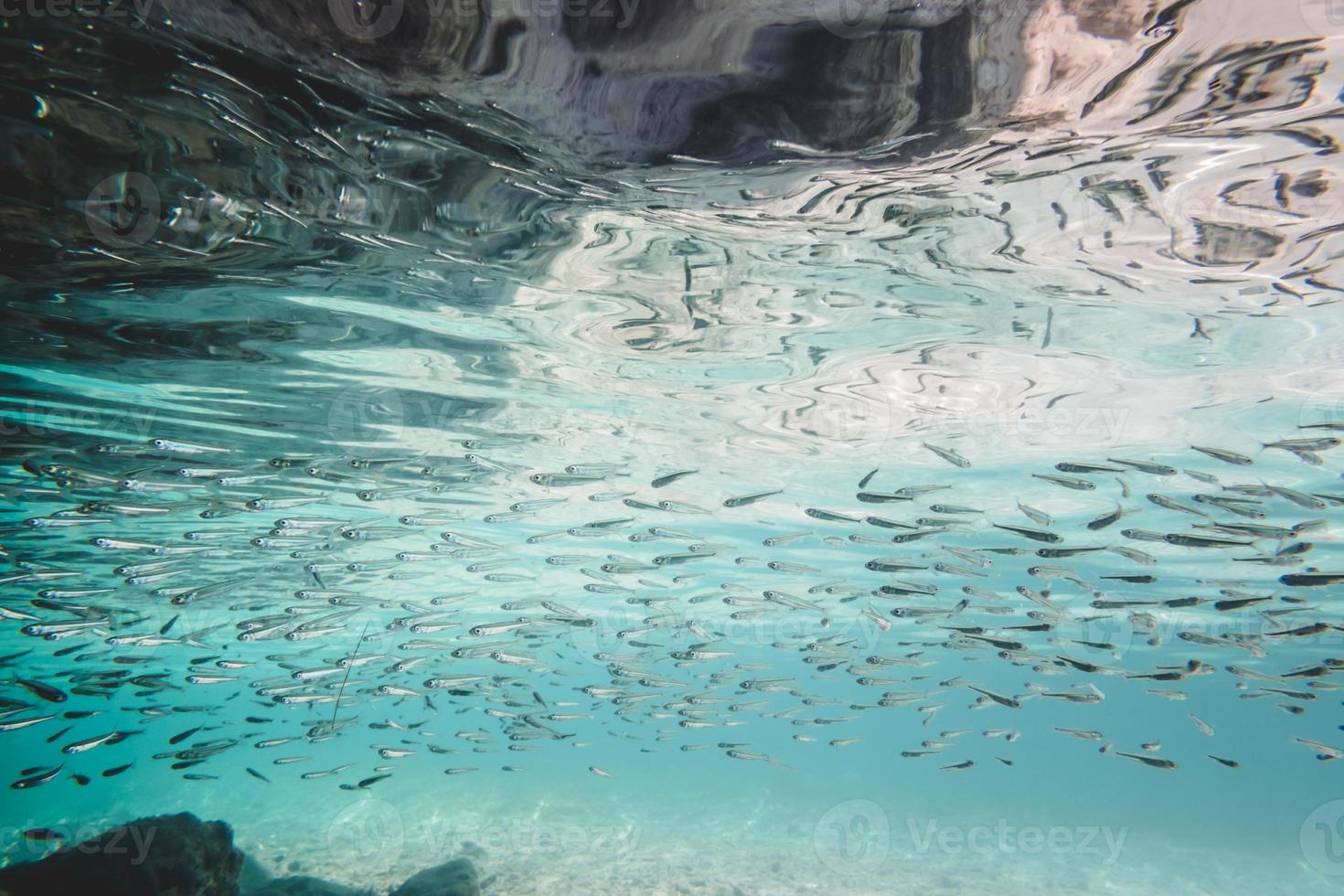 branco di pesciolini sarde dagli occhi grandi foto