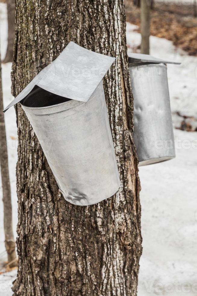 secchi di linfa d'acero sugli alberi in primavera foto