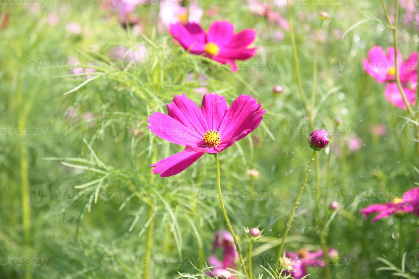 campo di colorato cosmo fiori foto