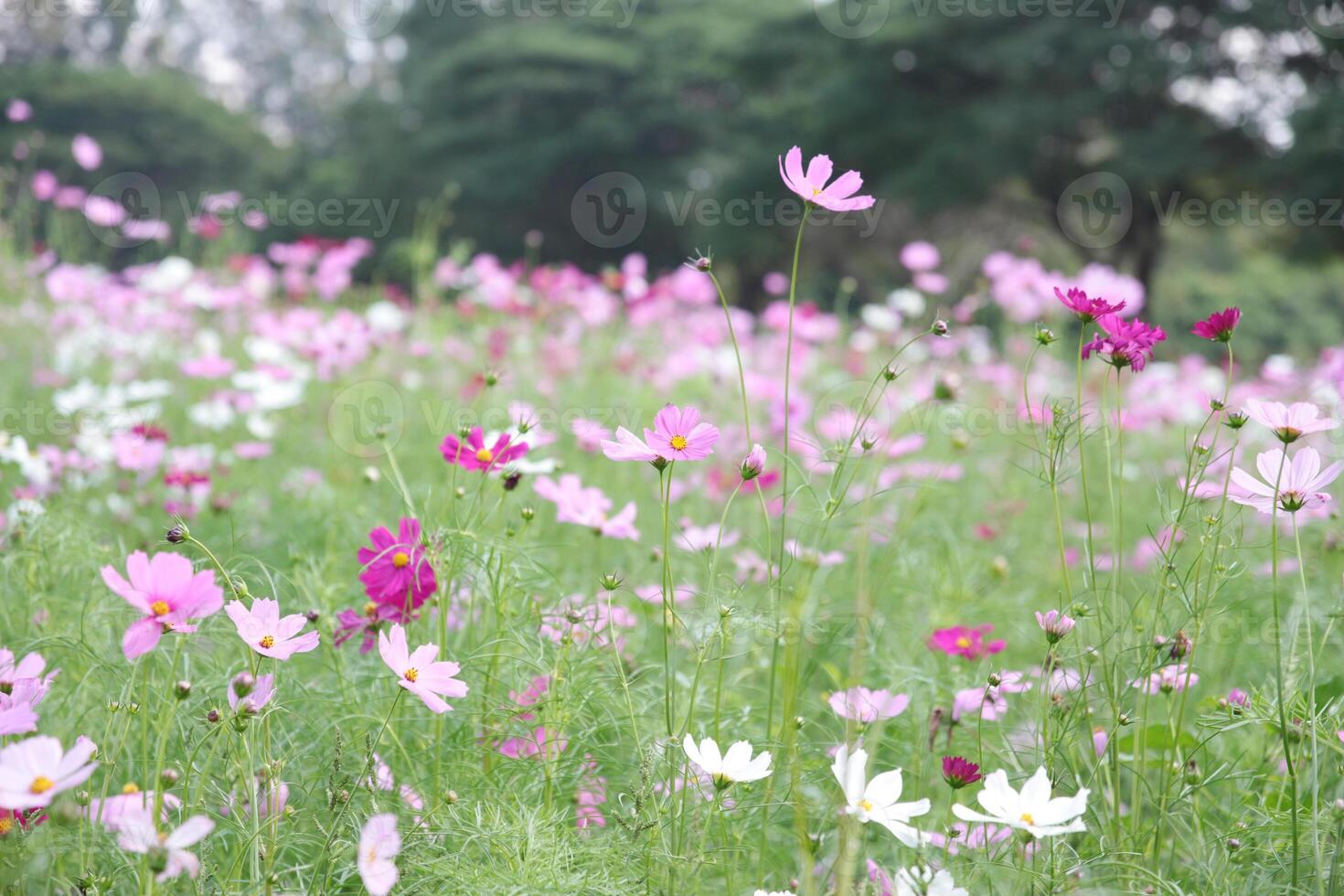 campo di colorato cosmo fiori foto