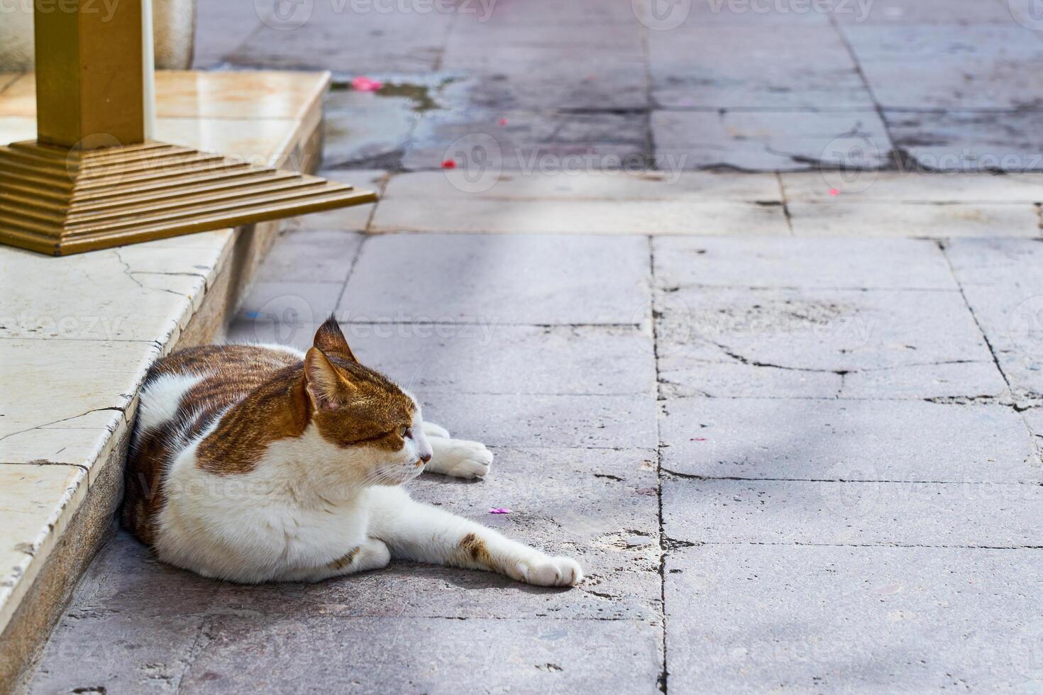 un' rosso e bianca gatto riposa nel il ombra. foto