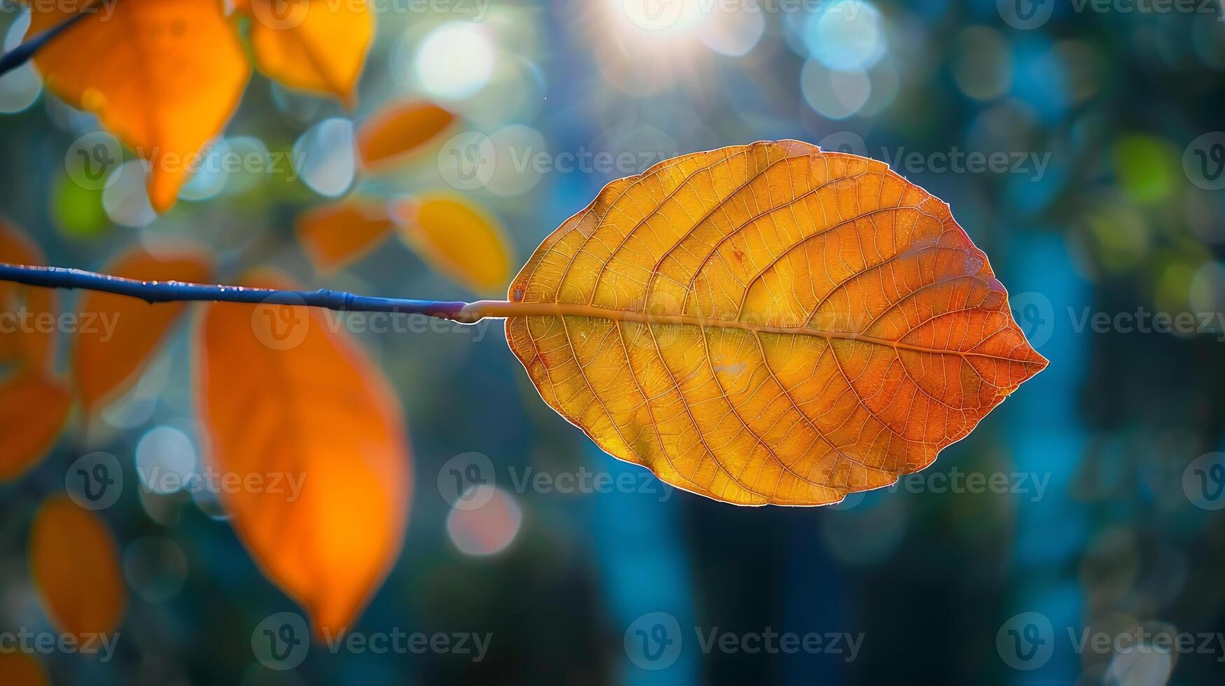 autunno giallo foglia avvicinamento luminosa arancia albero modificare sfocatura bokeh su sfondo d'oro colore nel parco leggero soleggiato caldo ottobre giorno rosso le foglie nel giardino sole nel blu cielo autunno natura corteggiare foto