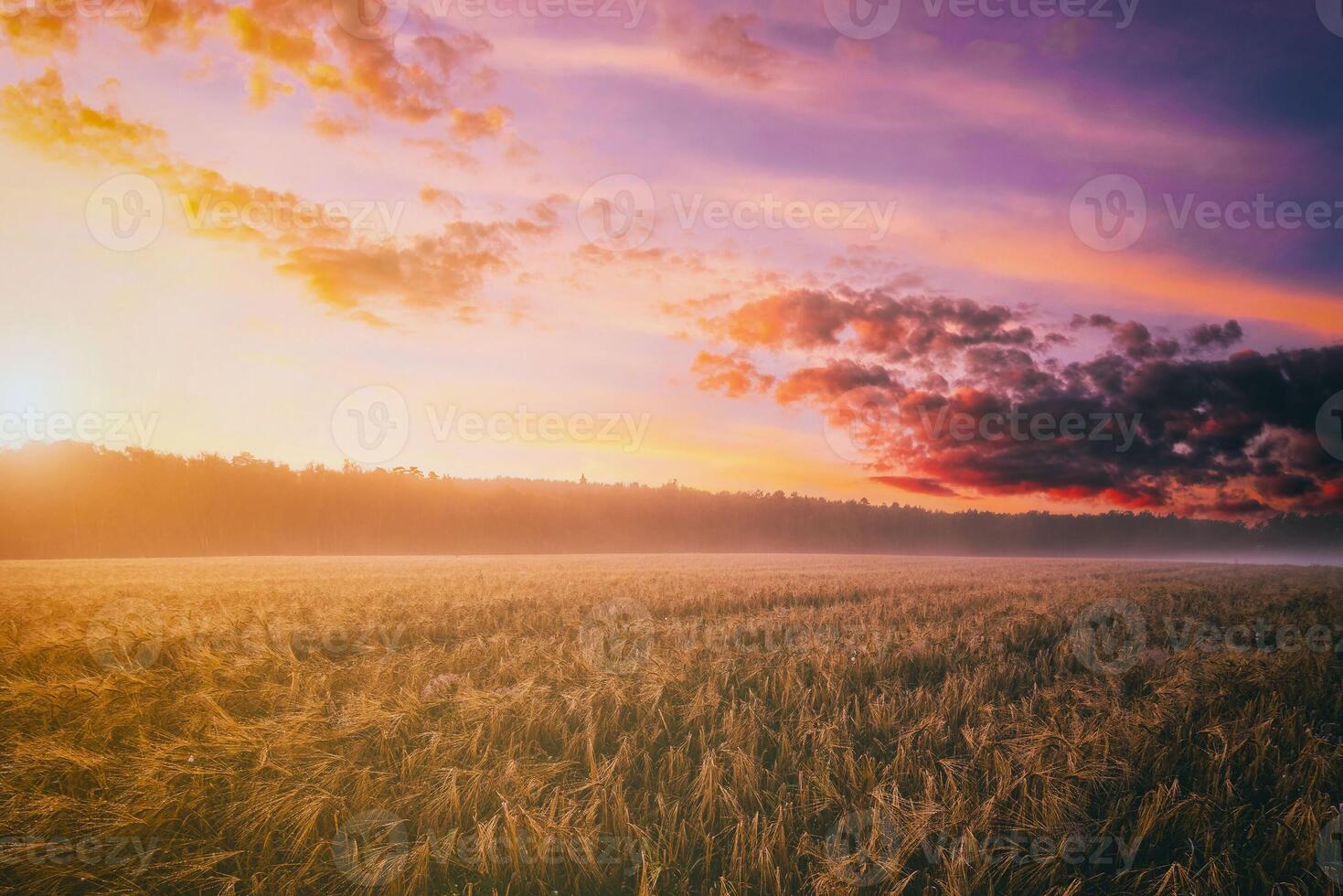 crepuscolo nel un agricolo campo con nebbia e d'oro segale coperto con rugiada su un presto estate mattina. estetica di Vintage ▾ film. foto