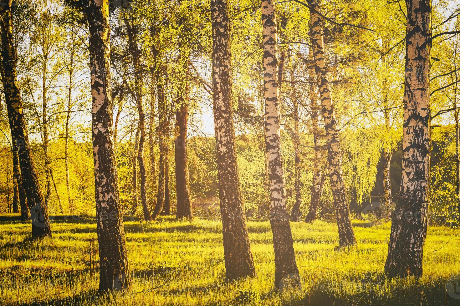 righe di betulla tronchi con giovane fogliame, illuminato di il sole a tramonto o alba nel primavera. Vintage ▾ film estetico. foto