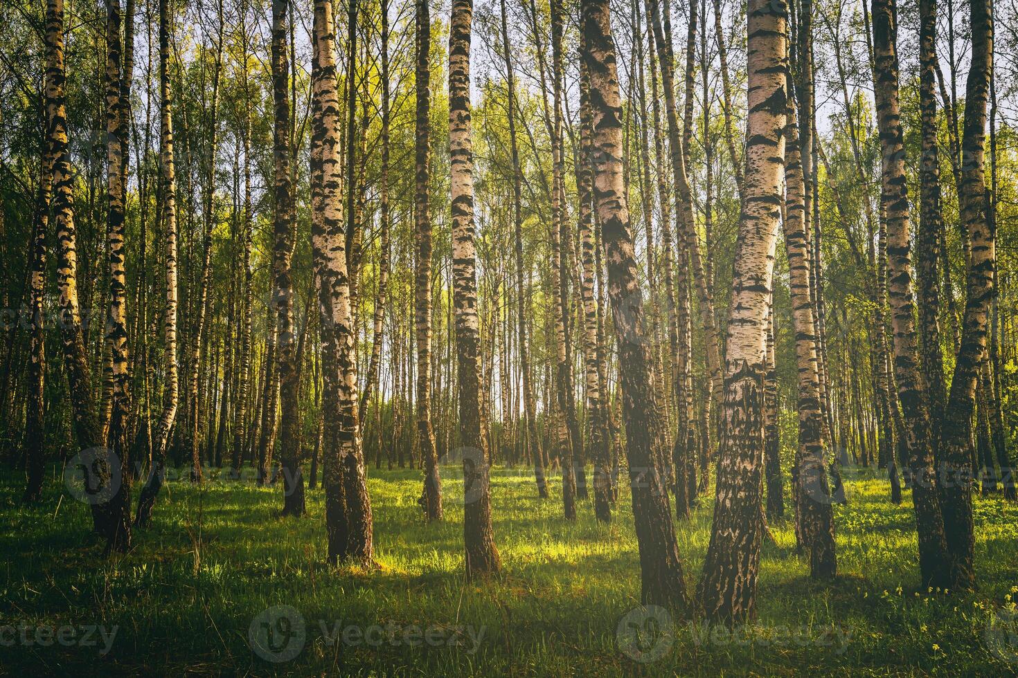 righe di betulla tronchi con giovane fogliame, illuminato di il sole a crepuscolo o alba. Vintage ▾ film estetico. foto